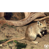 گونه جربیل بزرگ Great Gerbil